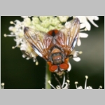 Phasia hemiptera - Raupenfliege m22.jpg